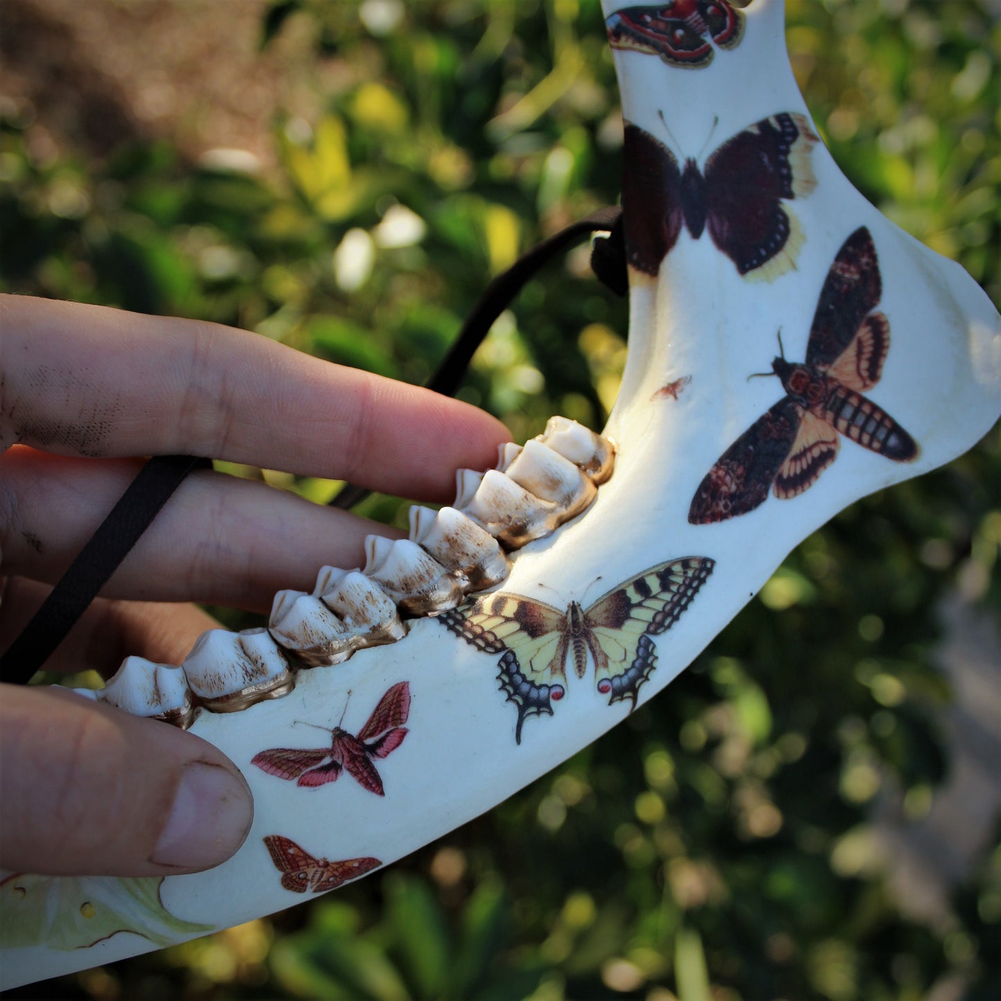 Vintage Moth Deer Jawbones