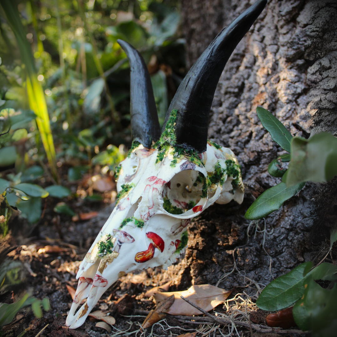 Mossy Reedbuck Skull