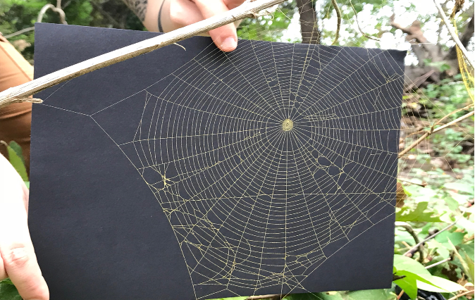 Spiderweb Orb Weaver