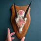 Rosy Duiker Skull Mount