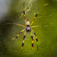 Bumblebee Jasper Orb Weaver