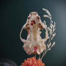 Load image into Gallery viewer, Skunk Skull Dome
