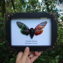 Load image into Gallery viewer, Rainbow Cicada Shadowbox
