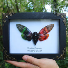 Load image into Gallery viewer, Rainbow Cicada Shadowbox
