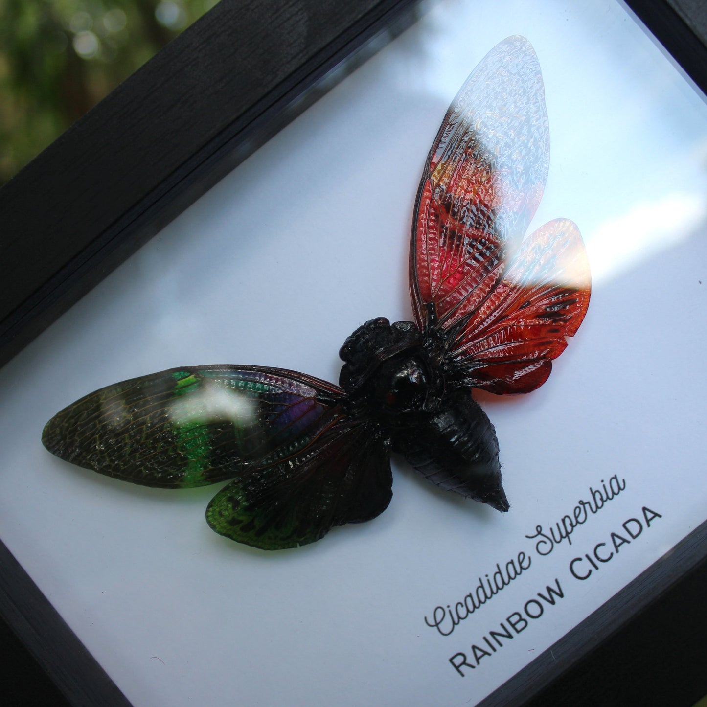 Rainbow Cicada Shadowbox