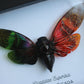 Rainbow Cicada Shadowbox