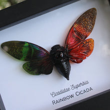 Load image into Gallery viewer, Rainbow Cicada Shadowbox
