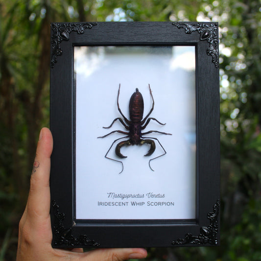 Iridescent Whip Scorpion Shadowbox