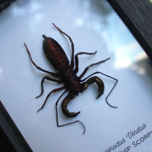 Load image into Gallery viewer, Iridescent Whip Scorpion Shadowbox
