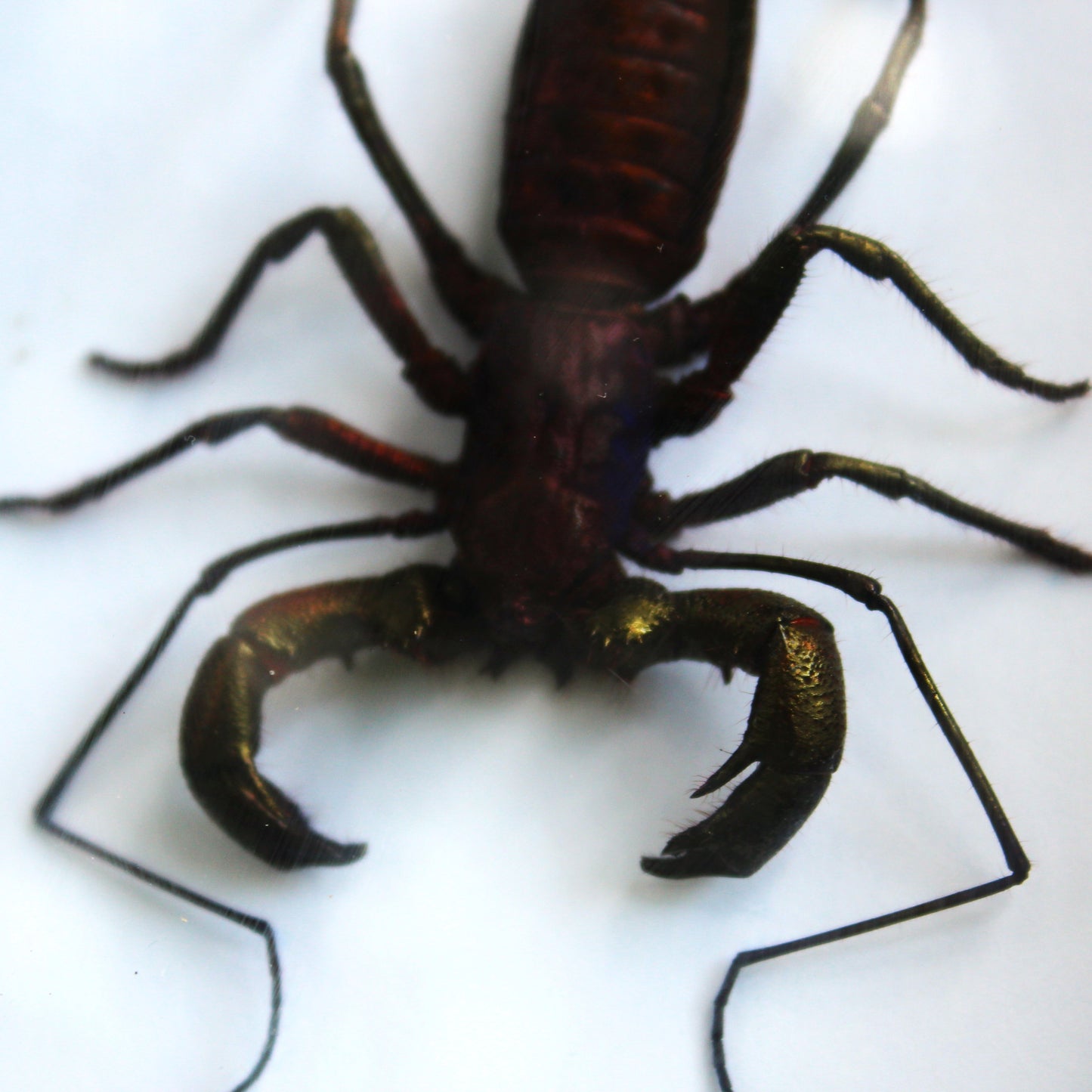 Iridescent Whip Scorpion Shadowbox