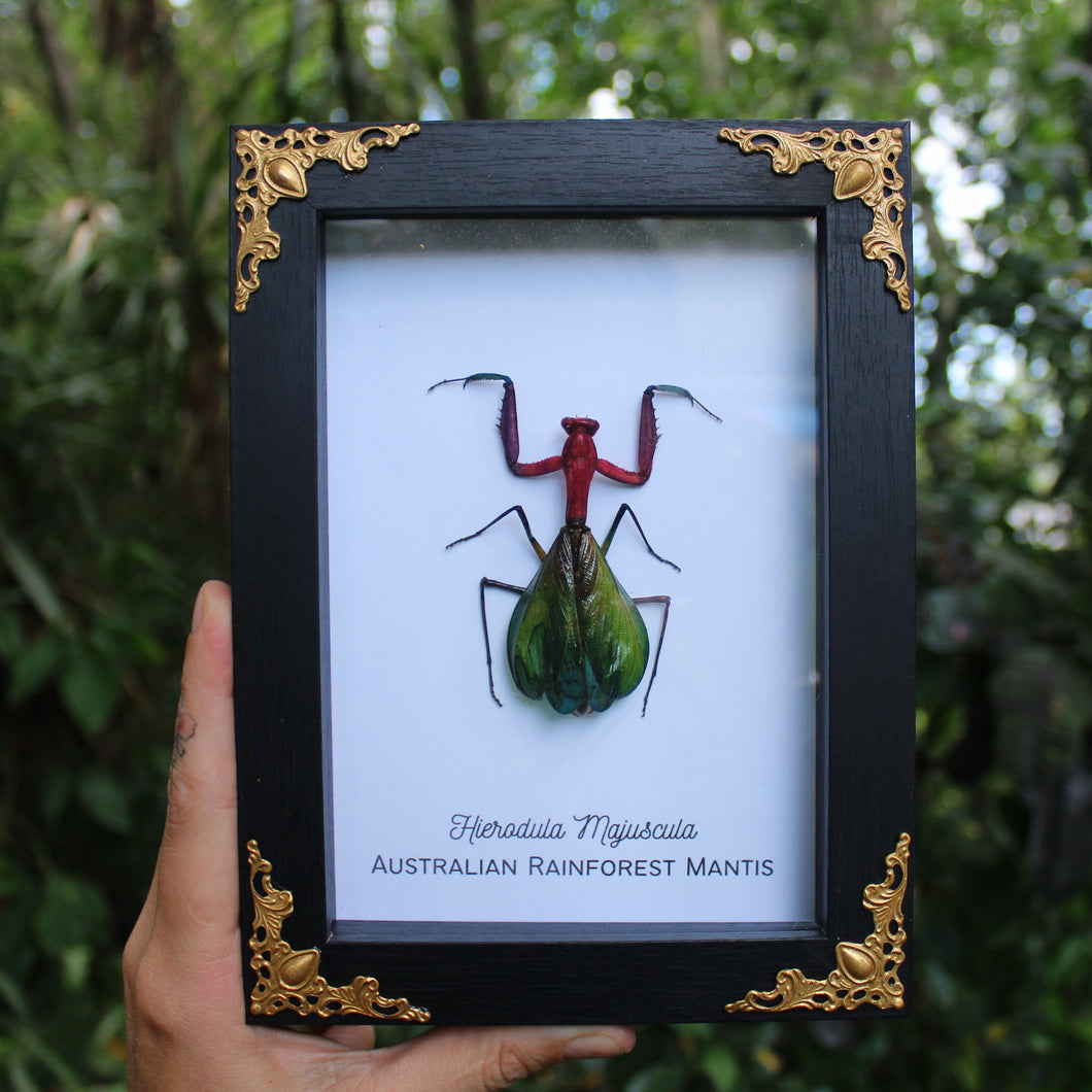 Rainbow Mantis Shadowbox