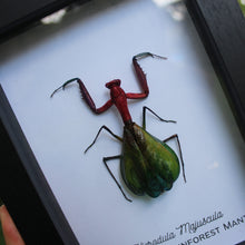 Load image into Gallery viewer, Rainbow Mantis Shadowbox
