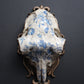 Delft Sheep Skull
