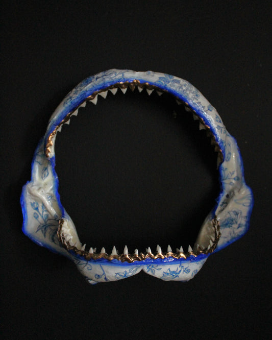 Bull Shark Jaw