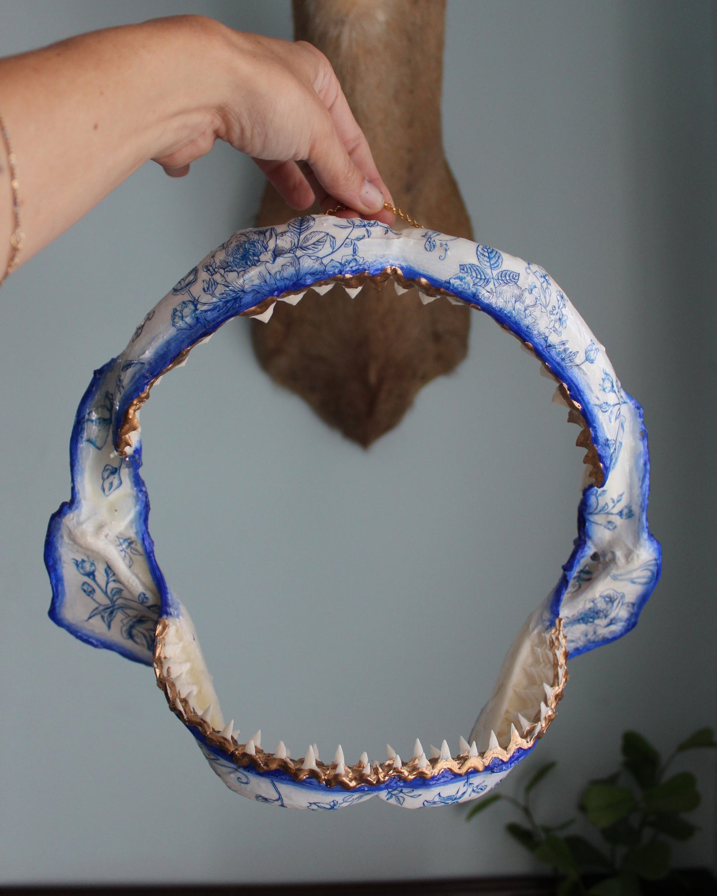 Bull Shark Jaw