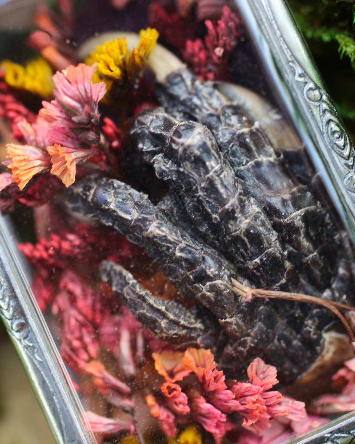 Alligator Reliquary