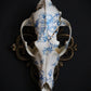 Delft Coyote Skull