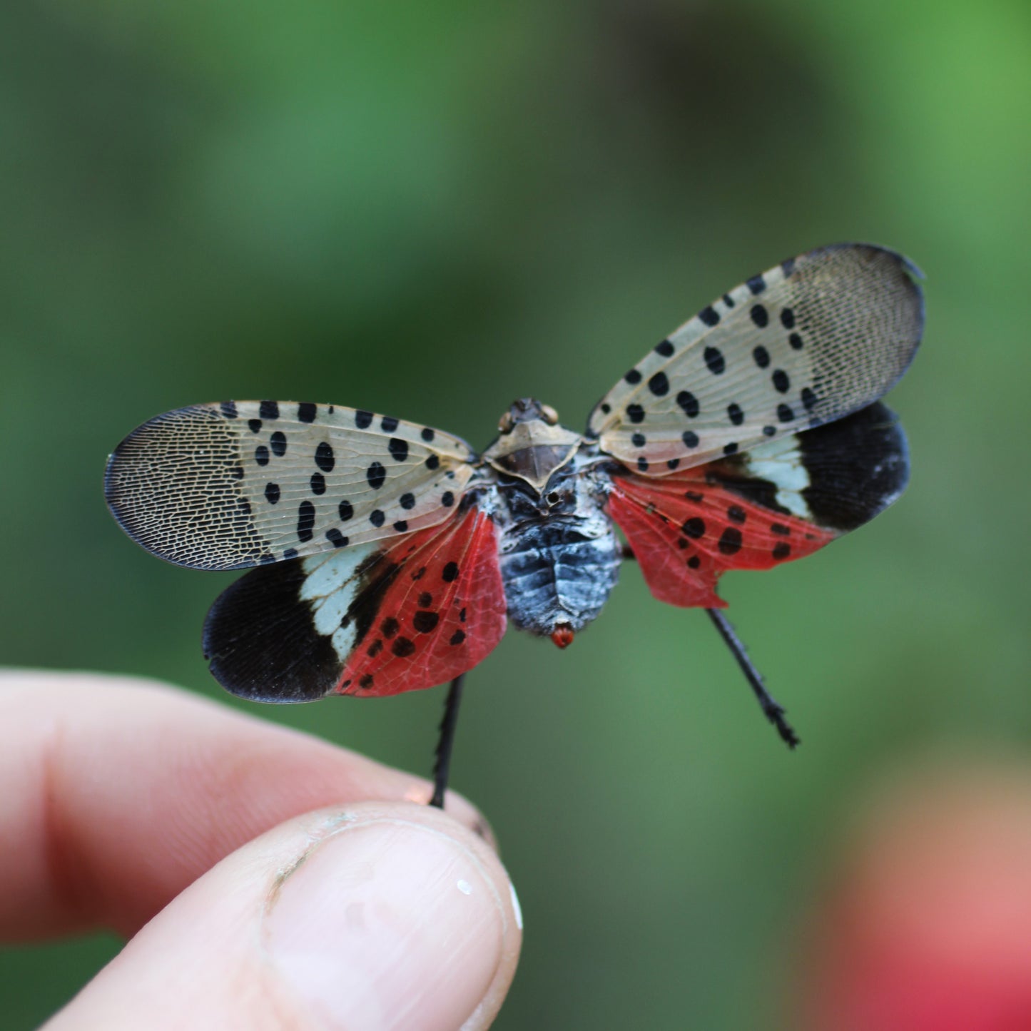 Aqua Lanternfly