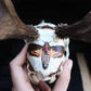 Vintage Moths Roe Deer Skull