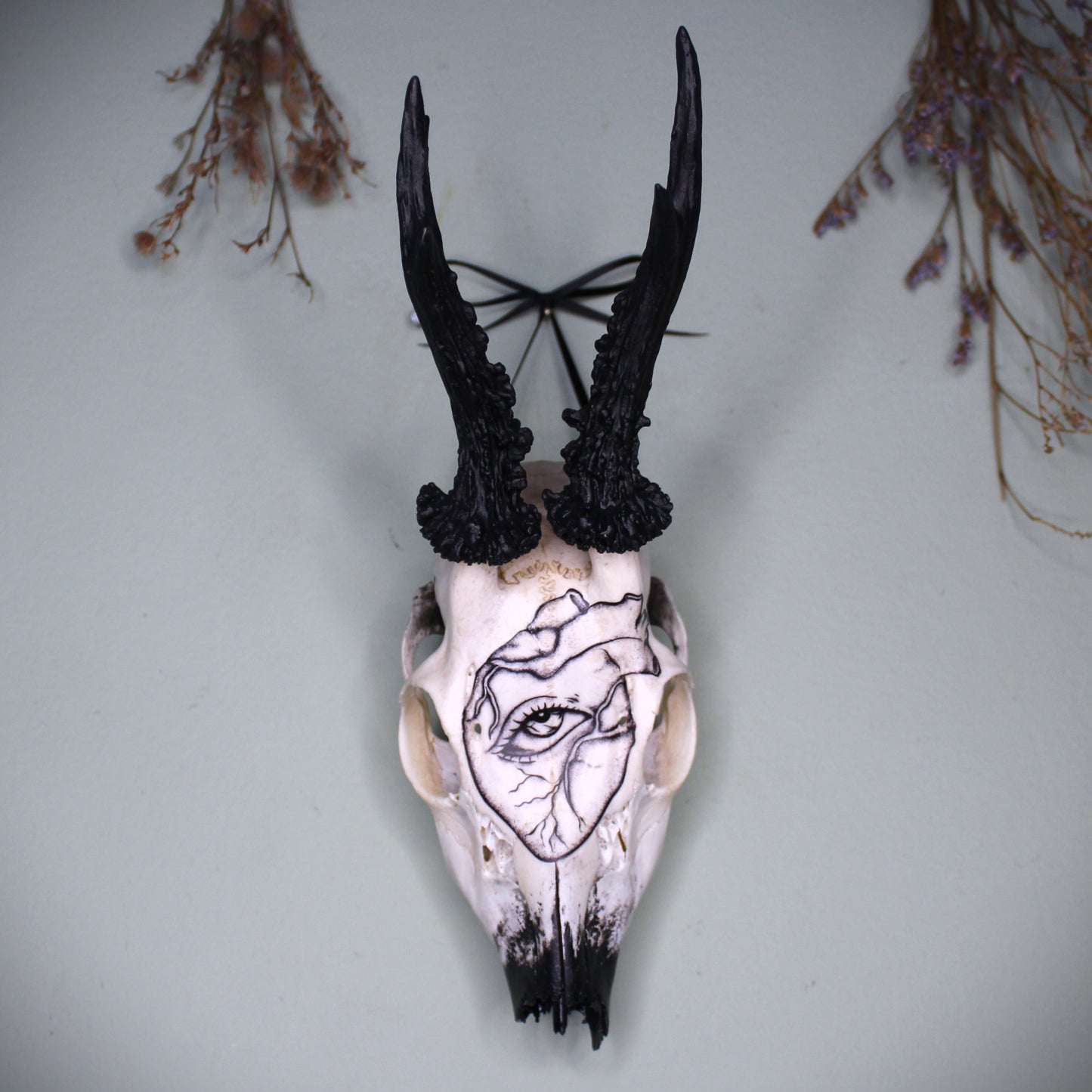 Black Roe Deer Skull