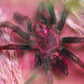 Rose Hair Tarantula