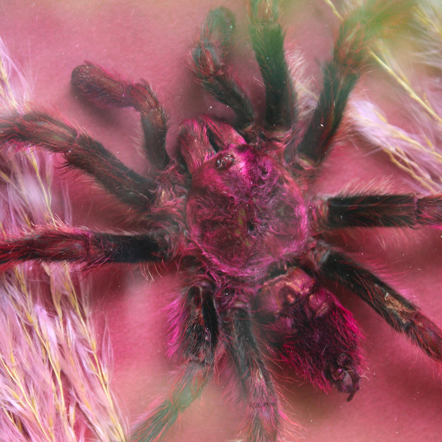 Rose Hair Tarantula