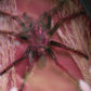 Rose Hair Tarantula