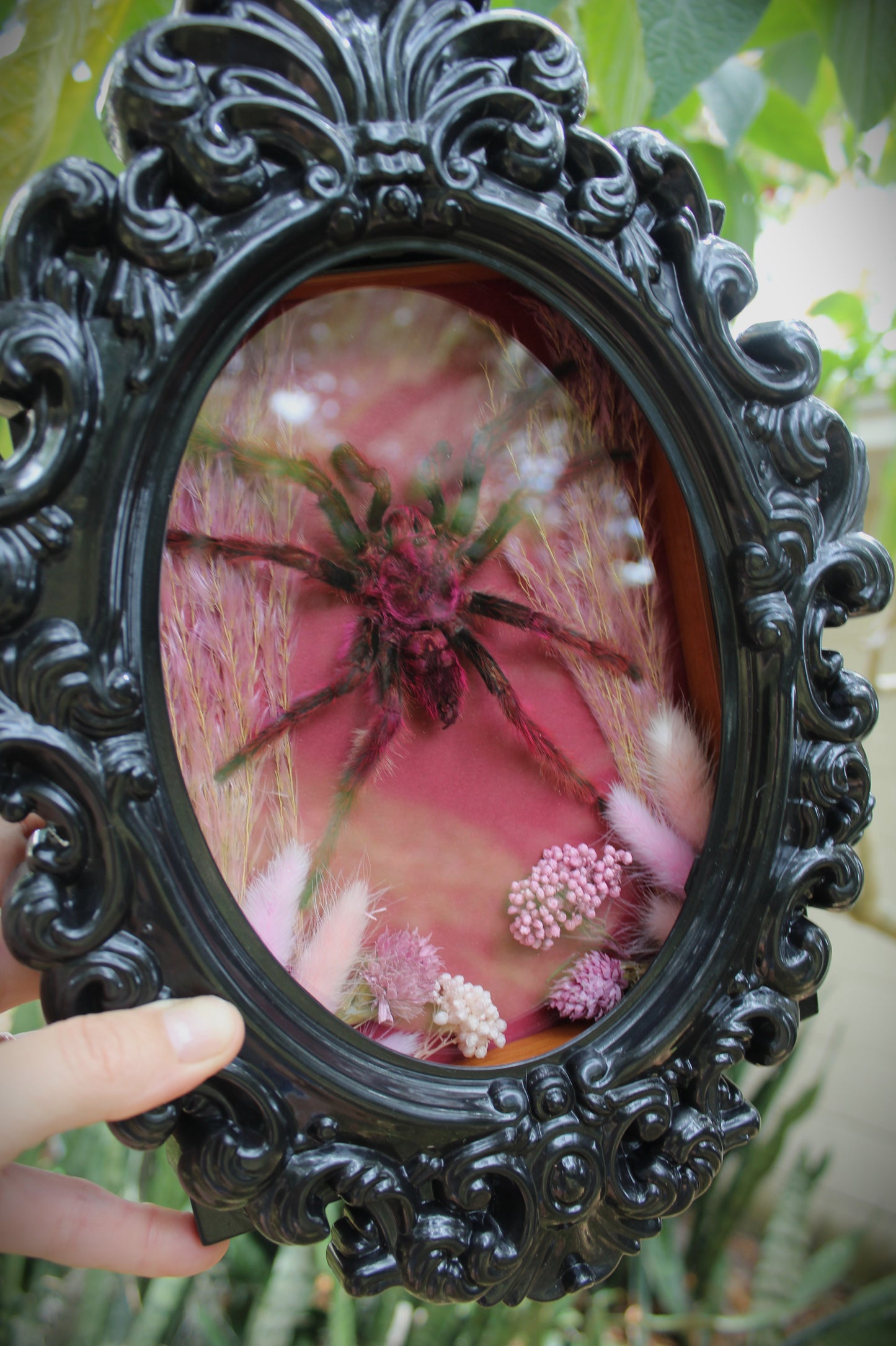 Rose Hair Tarantula