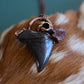 Fossilized Otodus Shark Tooth