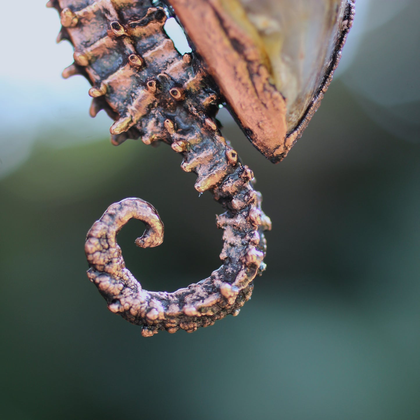 Seahorse Adventurer
