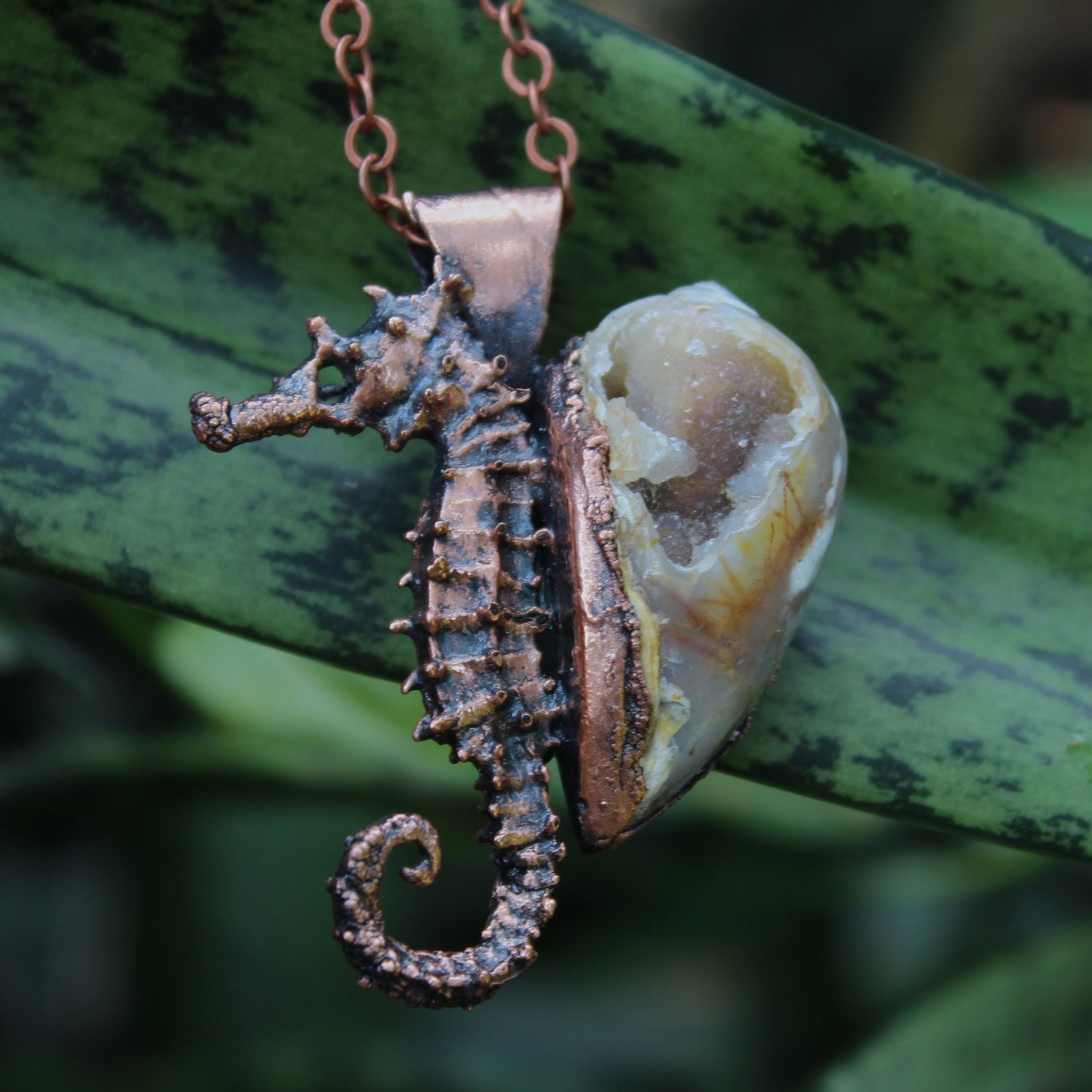 Seahorse Adventurer