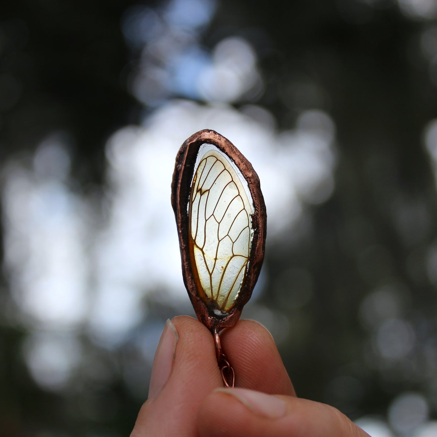 Clear Cicada Wing (Glass)