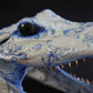 Delft Alligator