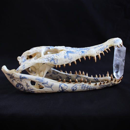 Delft Crocodile Skull