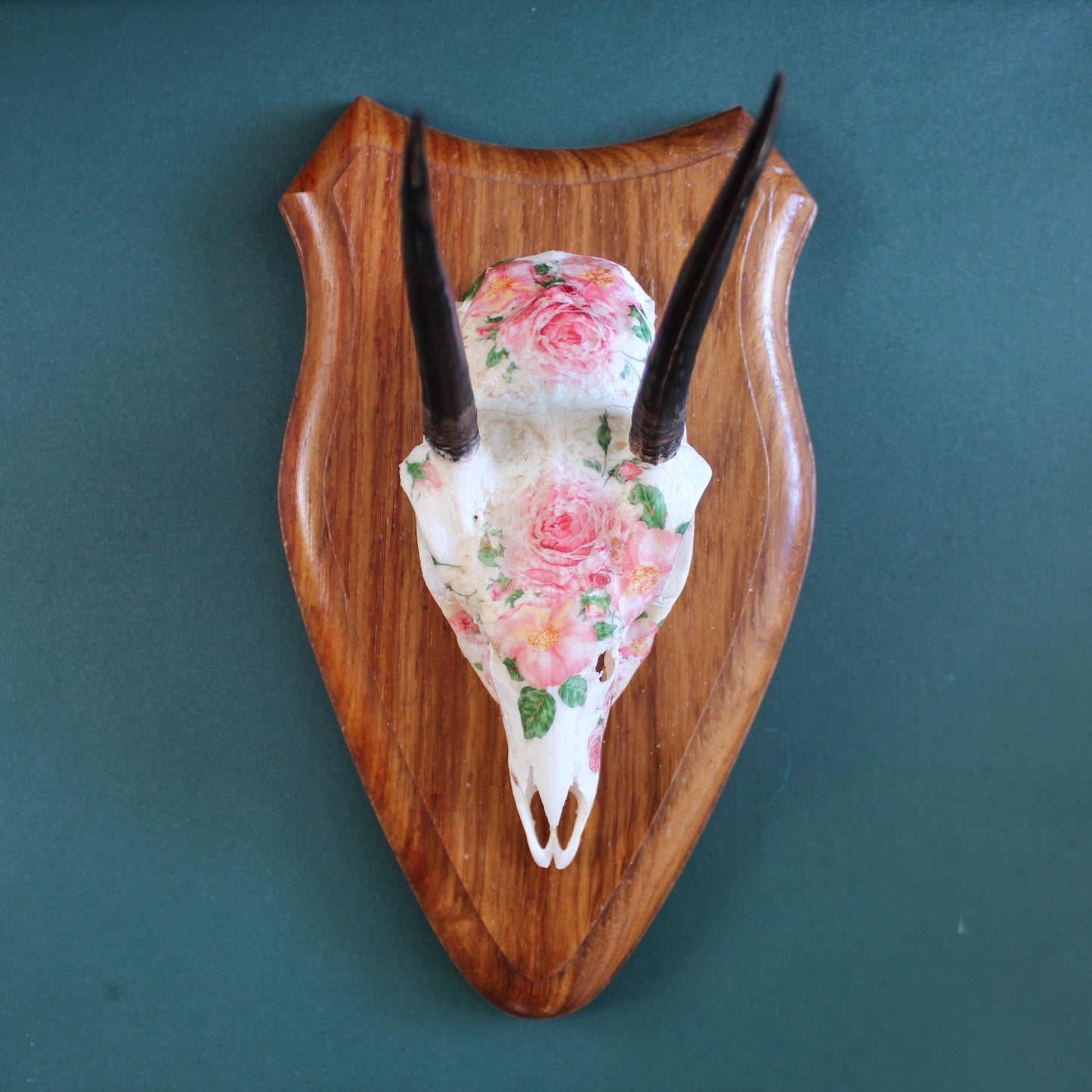 Rosy Duiker Skull Mount