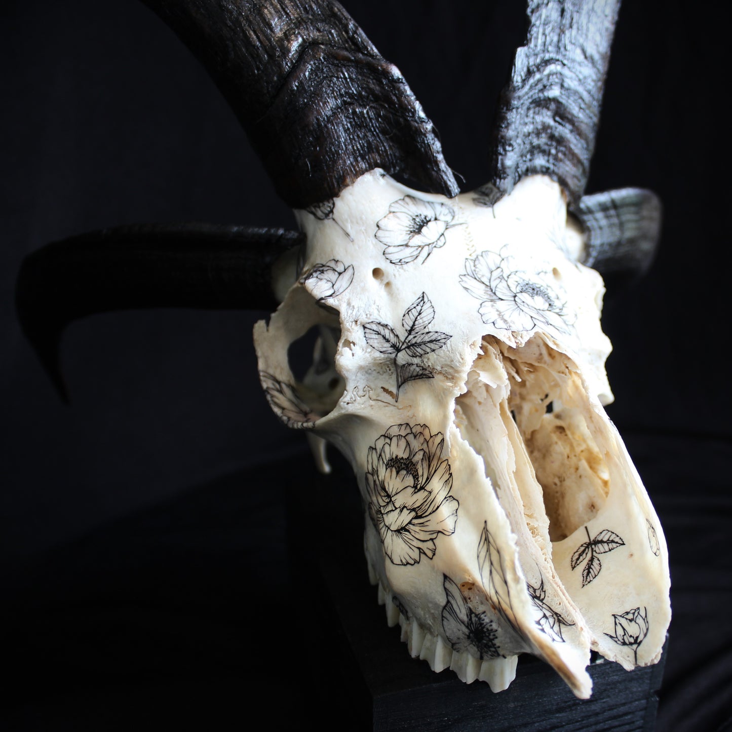 Jacob Ram Skull