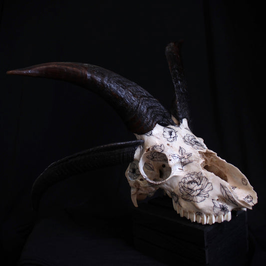 Jacob Ram Skull