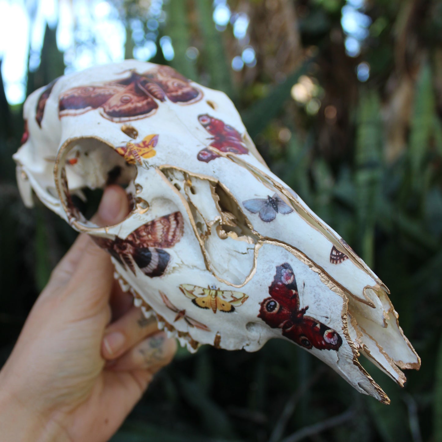 Vintage Moths Doe Skull