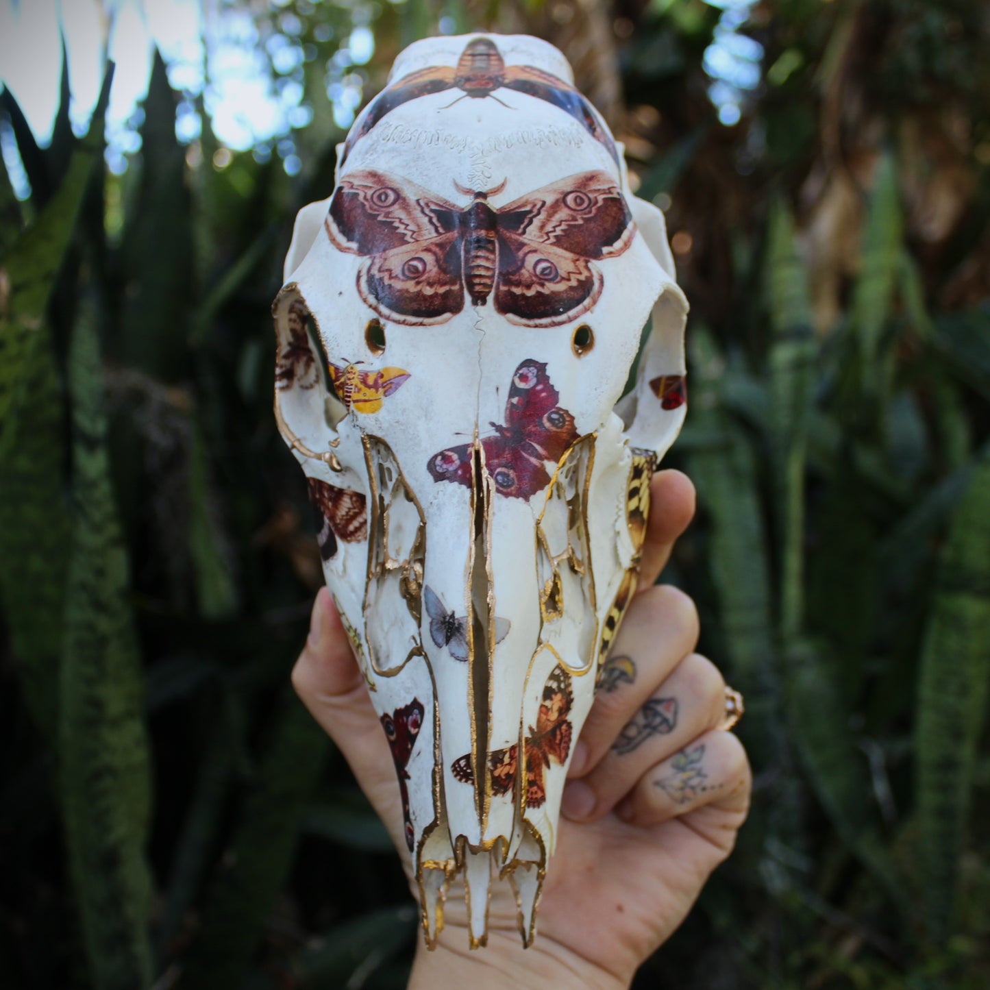 Vintage Moths Doe Skull