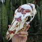 Vintage Moths Doe Skull