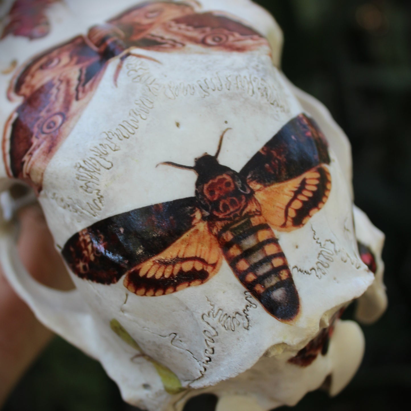 Vintage Moths Doe Skull