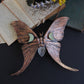 Luna Moth