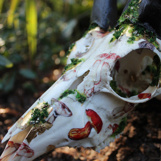 Mossy Reedbuck Skull