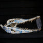 Delft Crocodile Skull