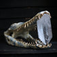 Delft Crocodile Skull