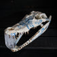 Delft Crocodile Skull