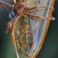 Amber Spider Necklace
