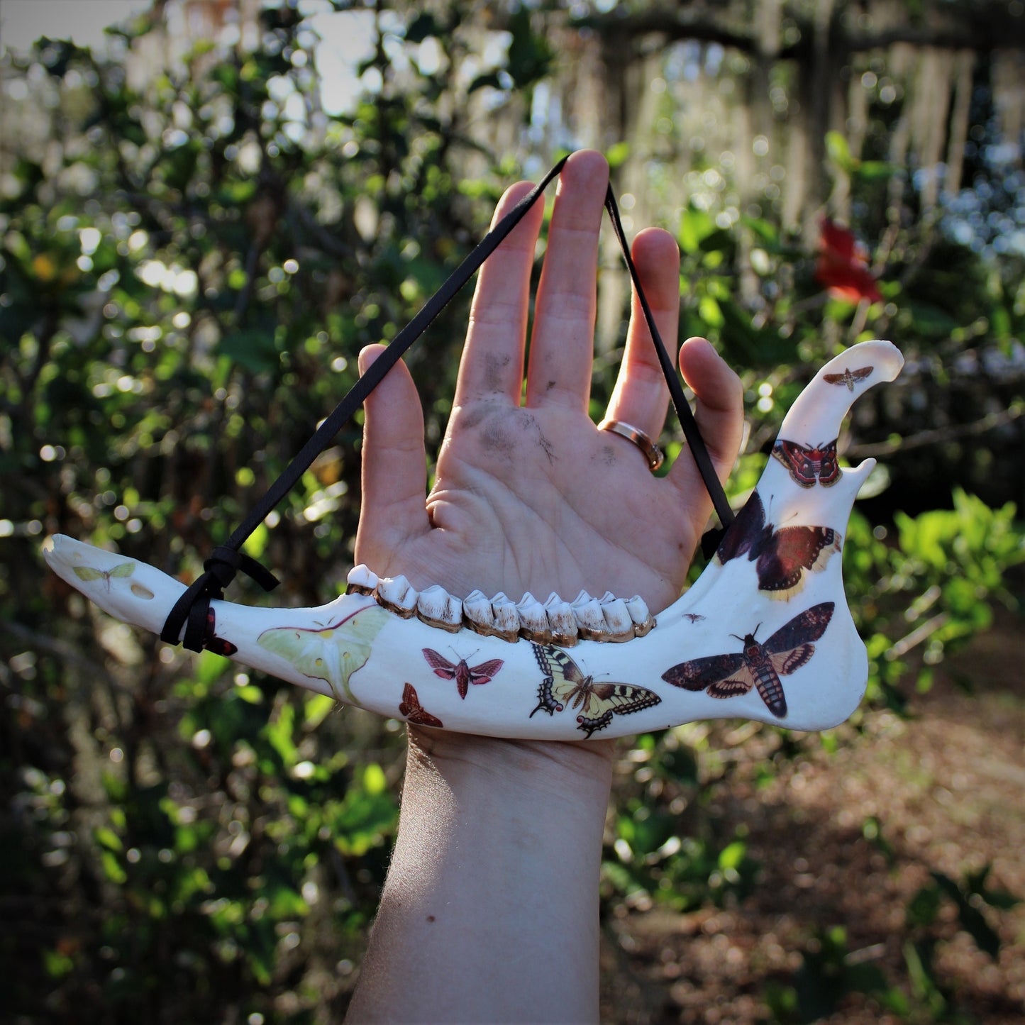 Vintage Moth Deer Jawbones