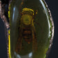 Wasp in Amber Pendant