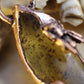 Two Honeybees and Amber